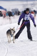 Lenk 2013